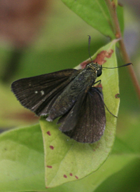 Dun Skipper